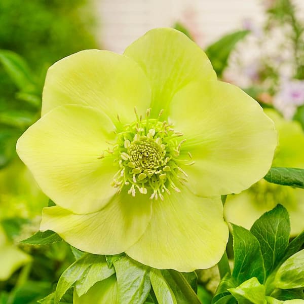 Spring Hill Nurseries 3 in. Pot Searchlight Lenten Rose (Helleborous). Live Potted Perennial Plant with Yellow Flowers (1-Pack)