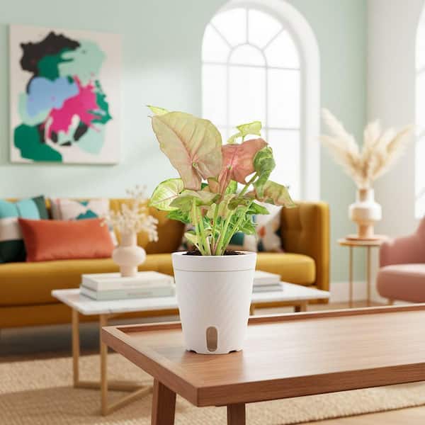 Gustavsberg Plantina 植木鉢　set 2 Costa Farms 4.8in Exotic Angel Assortment Foliage Plant in Self