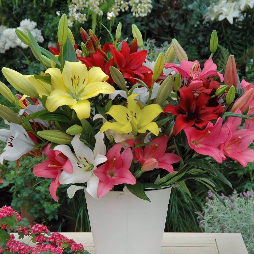 national PLANT NETWORK Lily LA Mixed Bulbs (10-Pack) HD3427 - The