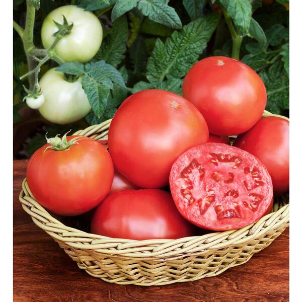 Bonnie Plants 232 Qt Bush Goliath Hybrid Tomato Plant 0230 6861