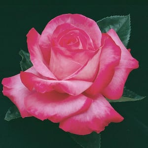 3 Gal. Pot, Elizabeth Taylor Hybrid Tea Rose, Live Potted Flowering Plant (1-Pack)