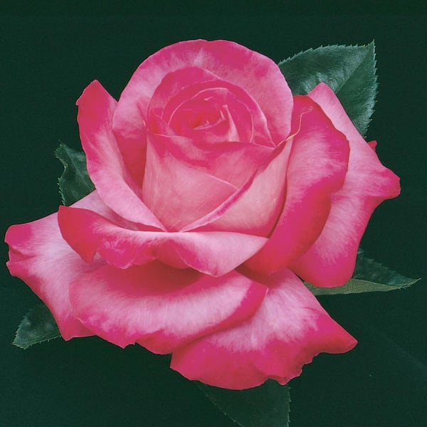 Spring Hill Nurseries 3 Gal. Pot, Elizabeth Taylor Hybrid Tea Rose, Live Potted Flowering Plant (1-Pack)