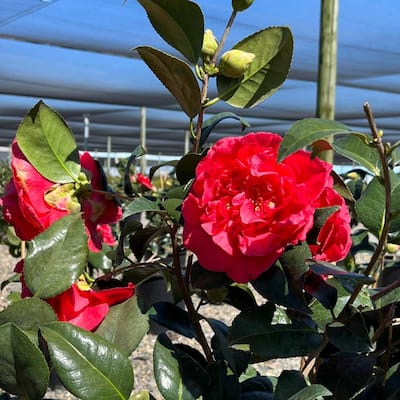 Perfect Plants 2 ft. to 3 ft. Fuji Apple Tree, Gets Light Pink Flowers with  Large Red Fruit THD00487 - The Home Depot