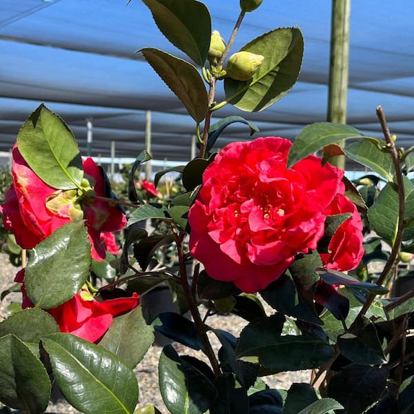 Alder & Oak 5 Gal. 'Kramer's Supreme' Camellia Plant with Red Flowers