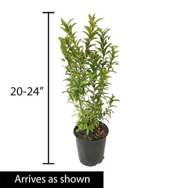 1.50 Gal. Pot Flowering Ornamental Almond Shrub Grown (1-Pack)