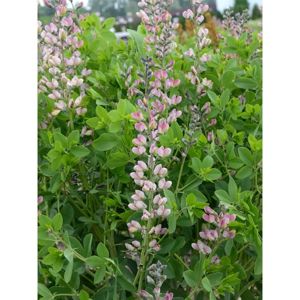 PROVEN WINNERS 1 Gallon, Decadence Deluxe Pink Truffles False Indigo (Baptisia), Live Plant, Pink Flowers 1 Pack