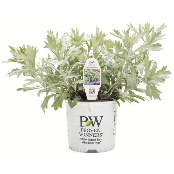 0.65 Gal. Silver Lining White Sagebrush Live Perennial Plant, Yellow Flowers (1-Pack)