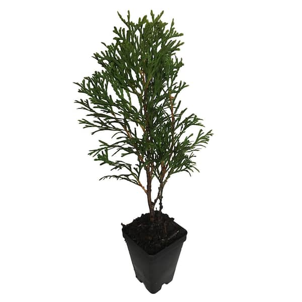 Daylily Nursery 6 in. to 14 in. Tall Emerald Green Arborvitae Perennial 4 Separate Plants in 4 Separate Pots