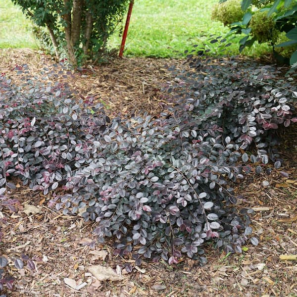 PROVEN WINNERS 2 Gal. Jazz Hands Mini Loropetalum Shrub with