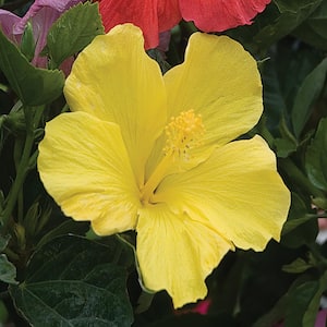 2.5 Qt. Hibiscus Shrub with Yellow Flowers