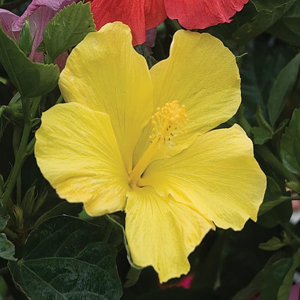 Vigoro 1 Gal. Hibiscus Shrub with Yellow Flowers 1.00GLHIBYELASR