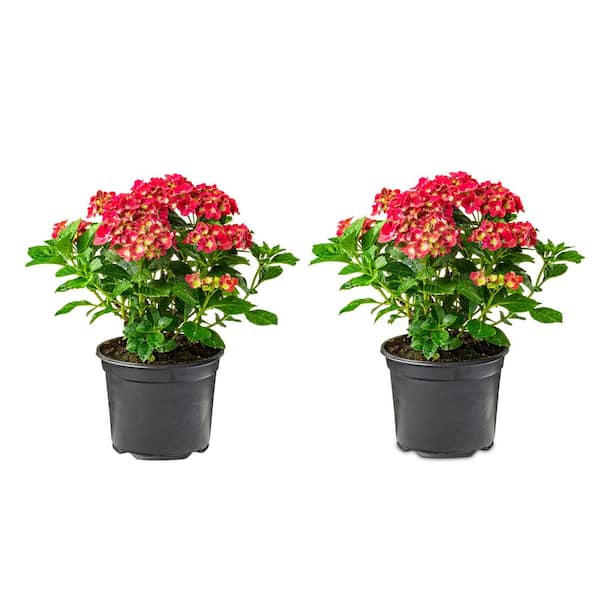 Unbranded 2.5 Qt. Red Perennial Hydrangea Macrophylla (2-Pack)