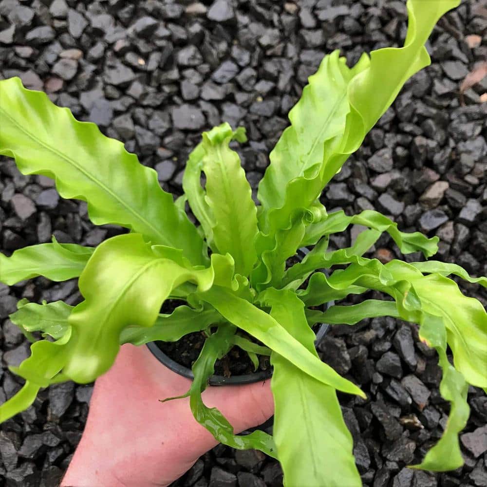 Large Green Bird's Nest Fern in Black Plastic Pot