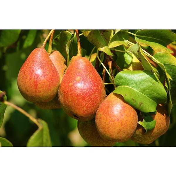 Dwarf Red Bartlett Pear Tree - Bright red, sweeter, juicier, and improved  Bartlett! (2 years old and 3-4 feet tall.)