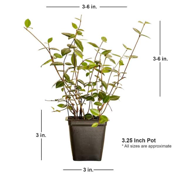 Jasmineページ FLOWERWOOD Asiatic Jasmine 3-1/4 in. Pots (18-Pack) - Live