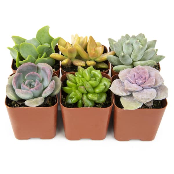 SMART PLANET 2IN Easy Care Live Succulent (6-Pack) 0881173 - The Home Depot