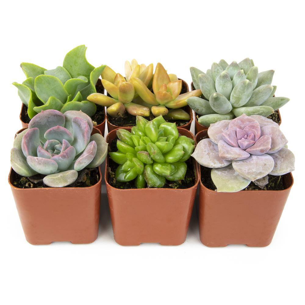 6-Pack Multicolor Mini Succulents in Plastic Pots for Indoor/Outdoor Decor