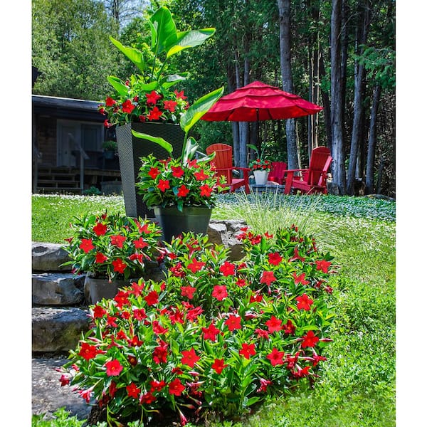 Rio - 0.9 Gal. (#9) Dipladenia Flowering Annual Shrub with Red Blooms