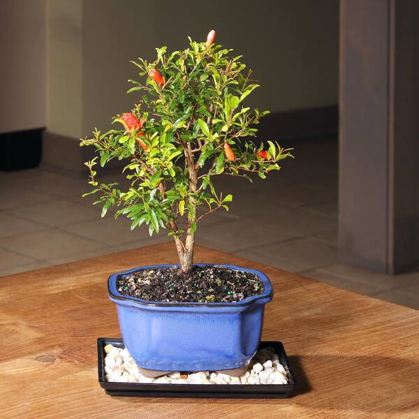 brussel's BONSAI Pomegranate DT0609PG