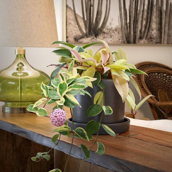 national PLANT NETWORK 4 in. Hoya Krimson Queen Plant in Grower