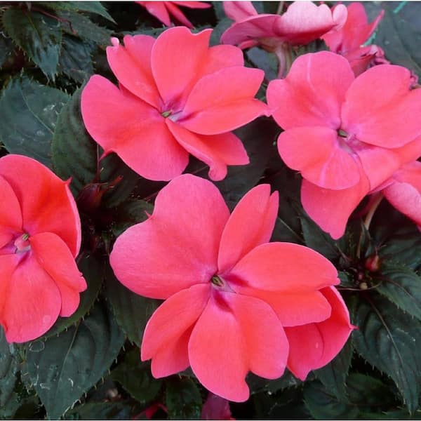 SunPatiens 18-Pack Pink SunPatiens Impatiens Outdoor Annual Plant with Rose-Pink Flowers in 2.75 in. Cell Grower's Tray