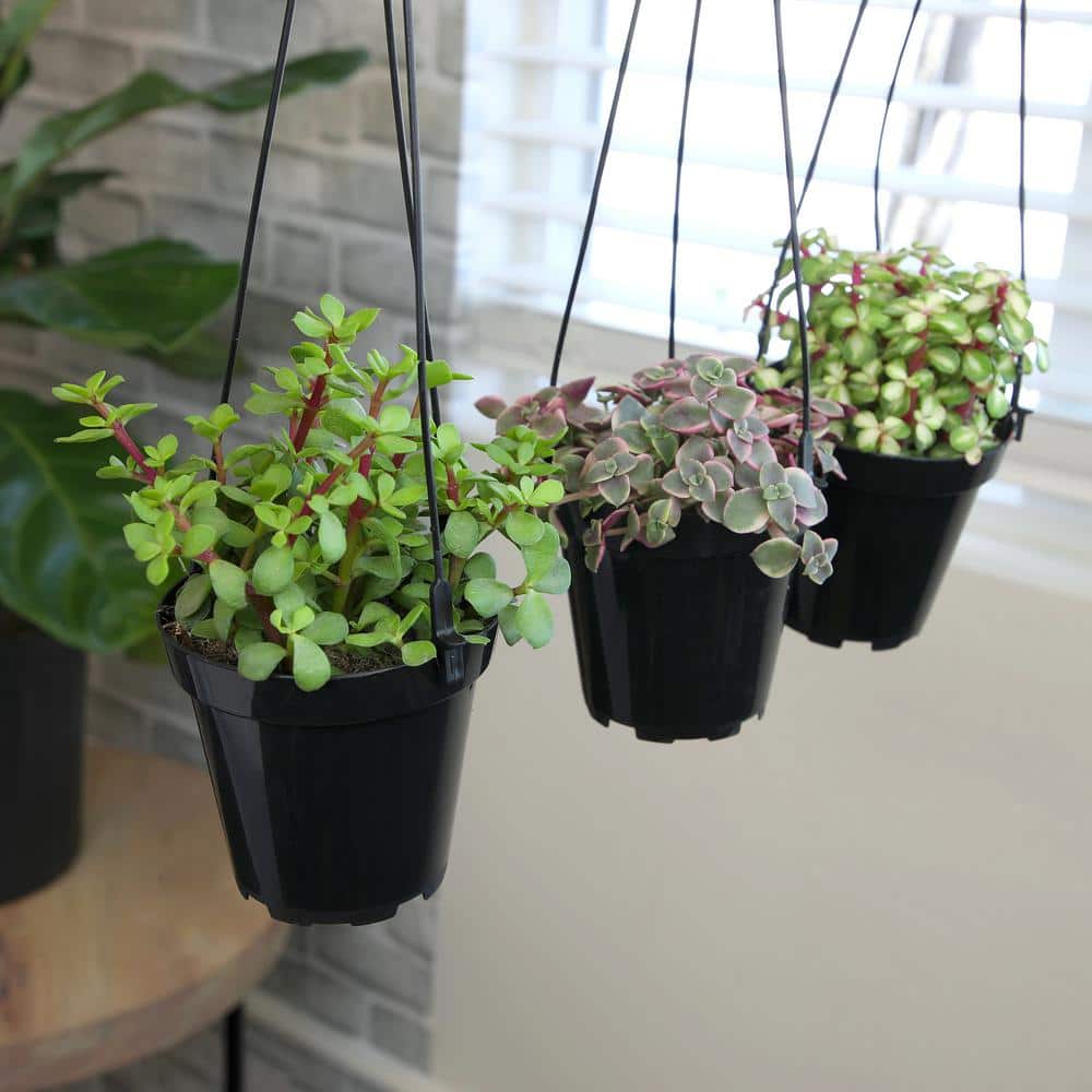 Assorted Hanging Succulent Plants in Black 3.5 Inch Pots