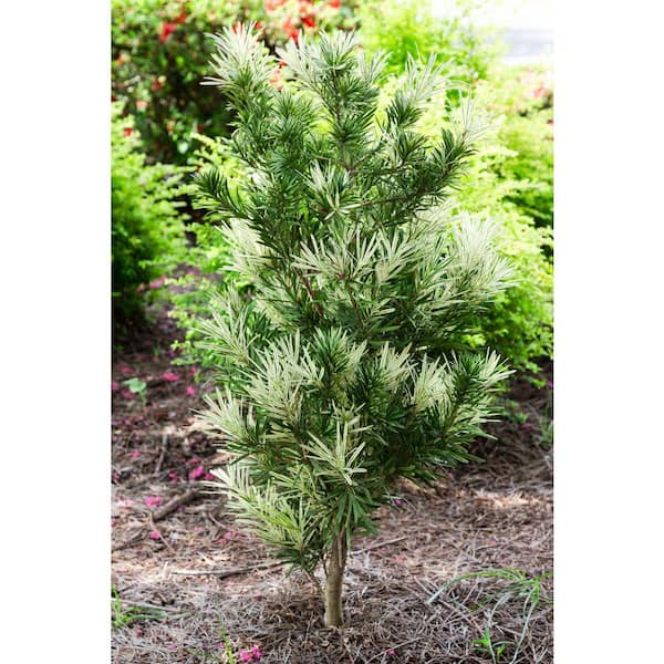 thuja hæk Thuja Smaragd-trädgårdsanläggningar main image 1