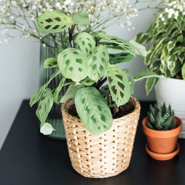 calico hearts succulents Calico Hearts Adromischus | Adromischus triflorus