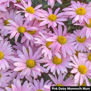 3 in. Pot Pink Daisy Mammonth Mum (Chrysanthemum), Live Flowering Perennial Plant (1-Pack)