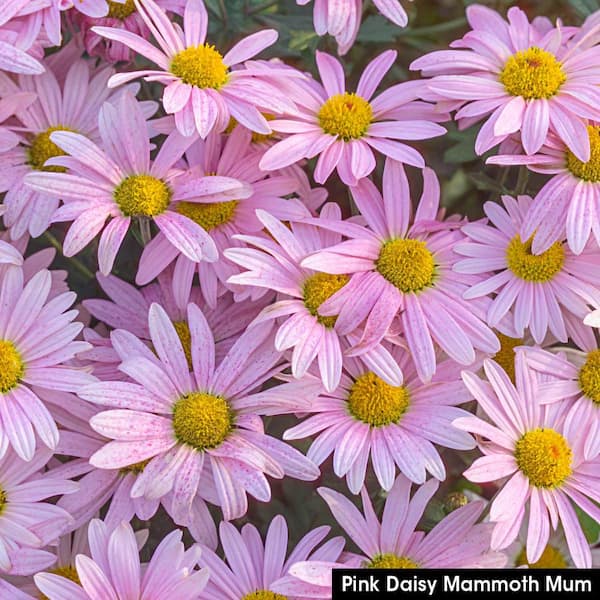 Spring Hill Nurseries 3 in. Pot Pink Daisy Mammonth Mum (Chrysanthemum), Live Flowering Perennial Plant (1-Pack)