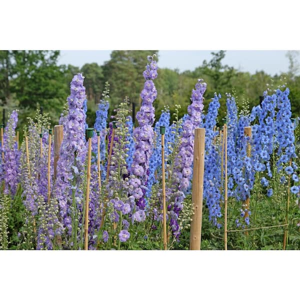 Unbranded. 2.5 qt. Delphinium 'Aurora Light Purple' Perennial