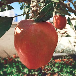 Fuji Apple Low Chill Fruit Tree APPFUG05G - The Home Depot