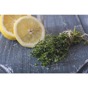19 oz. Lemon Thyme Herb Plant (2-Pack)