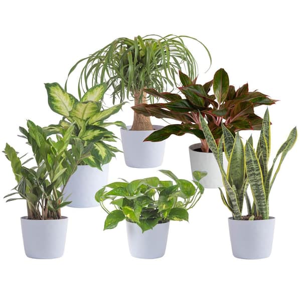 Vigoro 6 in. Sansevieria, Pothos, ZZ, Dieffenbachia, Siam and Ponytail Plant in White Decor Planter, (6 Pack)