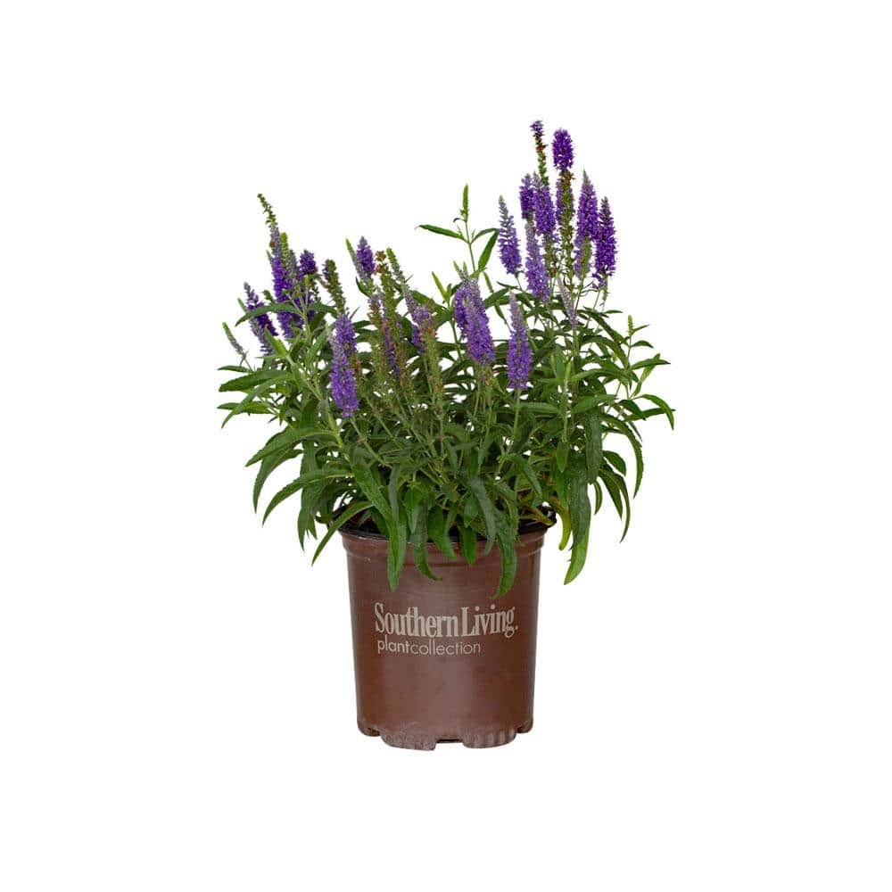 SOUTHERN LIVING 2.5 Qt. Dark Blue Moody Blues Veronica Live Perennial ...