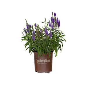 2.5 Qt. Dark Blue Moody Blues Veronica Live Perennial/Annual Plant with Violet Blue Flowers from Spring to Fall