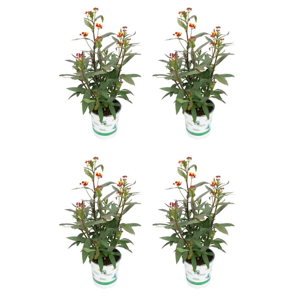 2.5 QT Asclepias 'Silky Deep Red' Annual Plant with Red Flowers (4-Pack) price history on PriceWatchPro