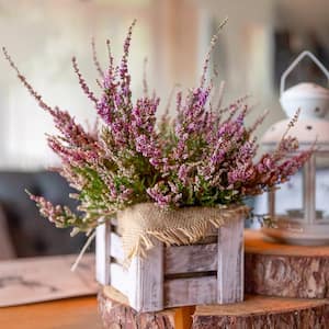 1 Gal. Calluna H. E. Beale Summer Heather Plant with Pink Flowers