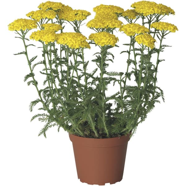 national PLANT NETWORK 3.25 in. Achillea Desert Eve Yellow Perennial Plant (3-Piece)