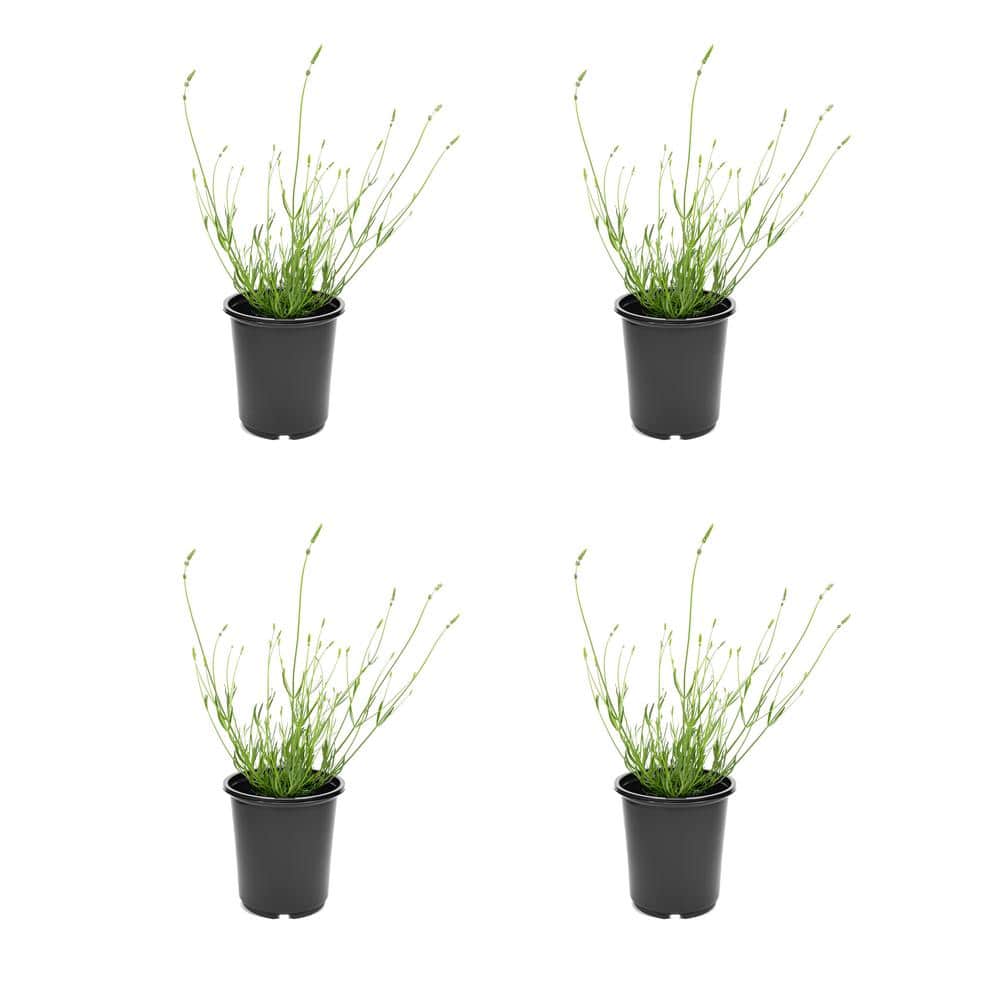 Perennial Lavender d. Imperial 2.5 qt. - (4-Pack)