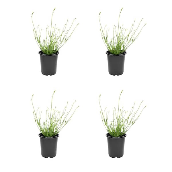 Online Orchards 1 Gal. English Lavender Plant with Incredible Purple Color  and Fragrance (2-Pack) SBLV001 - The Home Depot
