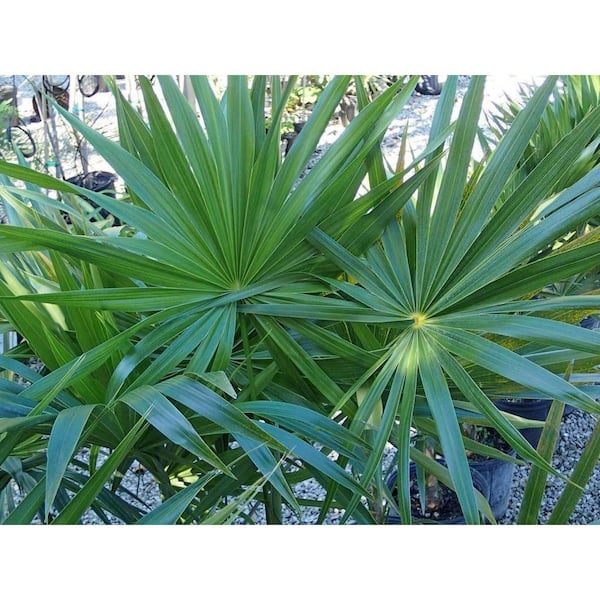 PALMS L WITCH タチウオ　タイラバ Wekiva Foliage Florida Thatch Palm-2 Live Plants in 4 in. Growers