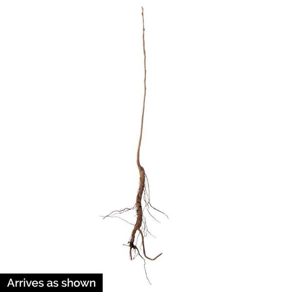 Magnolia Roots Magnolia Root Spread