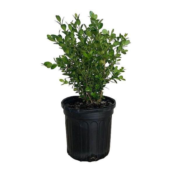 Flowerwood 2 5 Qt Wintergreen Boxwood Live Shrub Plant Glossy Dark Green Foliage 0617q The Home Depot