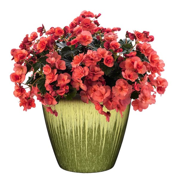 Vogue 8 in. Willow Green Resin Planter