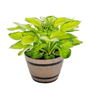 1 Gal. Hosta Plantain Lily Rainforest Sunrise Green Variegated in Decorative Barrel Planter Perennial Plant (1-Pack)