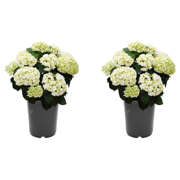 Unbranded 2.5 qt. Hydrangea macrophylla Hoko Bride White Perennial Plant with White Flowers - 2-Pack