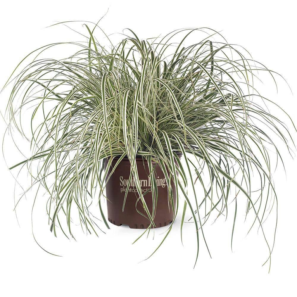SOUTHERN LIVING 2.5 Qt. Evercolor Everest Carex (Sedge Grass) Live