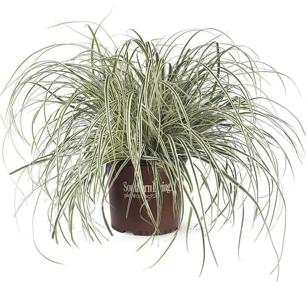 SOUTHERN LIVING 2.5 Qt. Evercolor Everest Carex (Sedge Grass) Live Perennial with White Striped Green Foliage