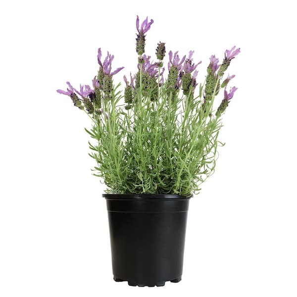 air stone for plants Ziss Adjustable Air Stone